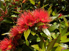 Metrosideros umbellata