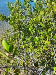 Laguncularia racemosa
