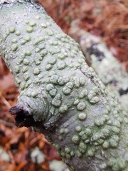 Pertusaria texana