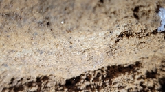 Anthrobia monmouthia