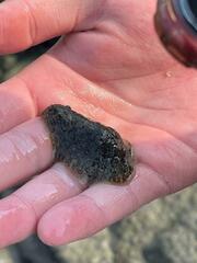 Dolabrifera nicaraguana