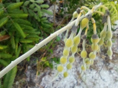 Sophora tomentosa