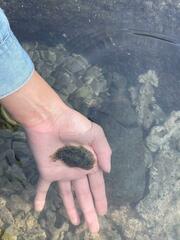 Dolabrifera nicaraguana