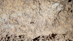 Anthrobia monmouthia