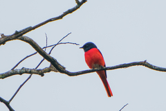 Pericrocotus brevirostris