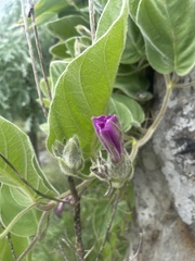Ipomoea pellita