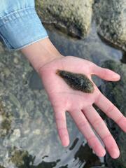 Dolabrifera nicaraguana