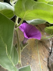 Ipomoea pellita