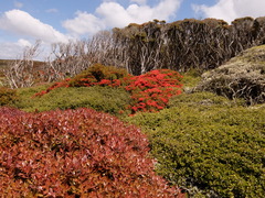 Metrosideros umbellata