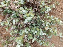 Ambrosia chenopodiifolia