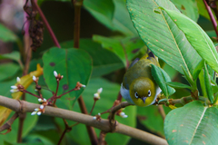 Zosterops erythropleurus