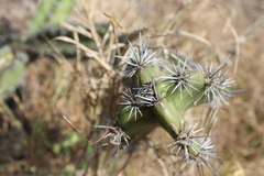 Stenocereus standleyi