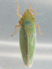 Draeculacephala
