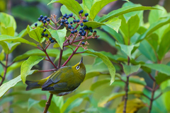 Zosterops erythropleurus