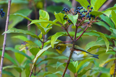 Zosterops erythropleurus