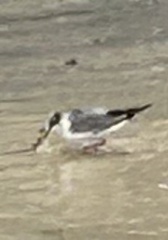 Leucophaeus pipixcan