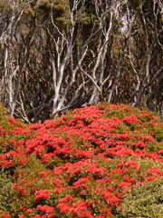 Metrosideros umbellata