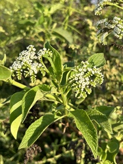 Heliotropium angiospermum