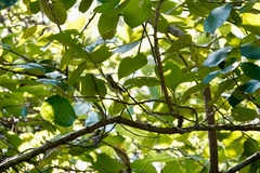 Phylloscopus inornatus