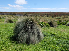 Poa litorosa