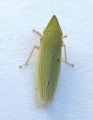 Draeculacephala