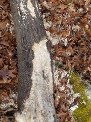 Meleagris gallopavo silvestris