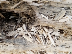 Meleagris gallopavo silvestris