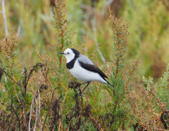 Epthianura albifrons