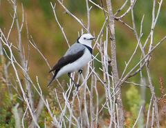 Epthianura albifrons