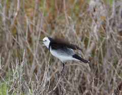 Epthianura albifrons