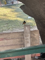 Phoenicurus ochruros