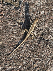 Microlophus bivittatus