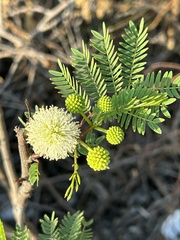 Leucaena leucocephala