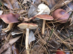 Rhodocollybia prolixa distorta