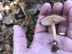 Rhodocollybia prolixa distorta