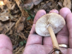 Rhodocollybia prolixa distorta