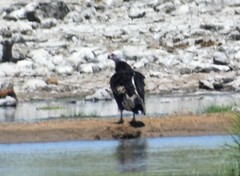 Trigonoceps occipitalis