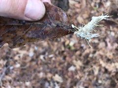 Akanthomyces