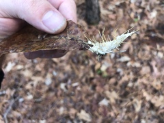Akanthomyces