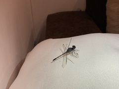 Erythrodiplax nigricans