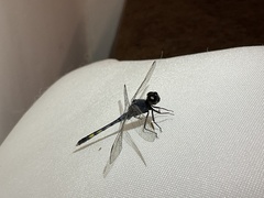 Erythrodiplax nigricans