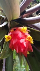Guzmania jaramilloi