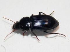 Aztecarpalus schaefferi