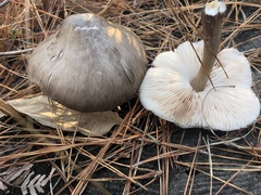 Pluteus