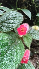 Kohleria