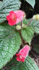 Kohleria