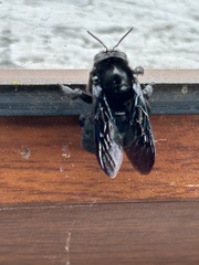 Xylocopa darwini