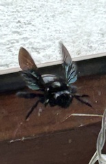 Xylocopa darwini