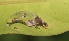 Pycnopalpa bicordata