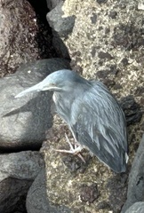 Butorides striata sundevalli